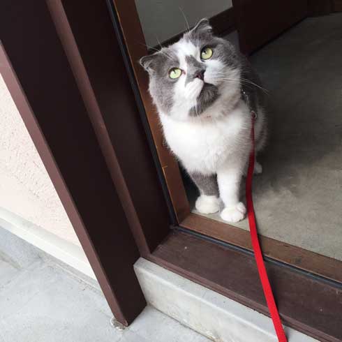 どっしり もっちり 猫 丸い もふもふ 体形 個性的 ボス ムタ