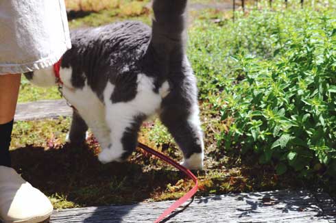 どっしり もっちり 猫 丸い もふもふ 体形 個性的 ボス ムタ