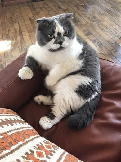 どっしり もっちり 猫 丸い もふもふ 体形 個性的 ボス ムタ