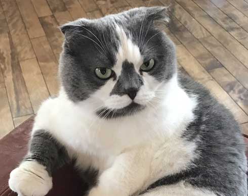 どっしり もっちり 猫 丸い もふもふ 体形 個性的 ボス ムタ