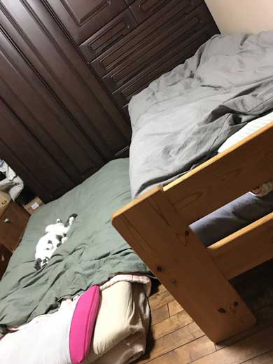 どっしり もっちり 猫 丸い もふもふ 体形 個性的 ボス ムタ