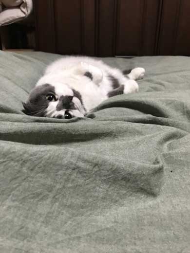 どっしり もっちり 猫 丸い もふもふ 体形 個性的 ボス ムタ