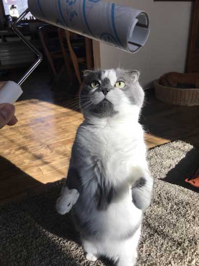 どっしり もっちり 猫 丸い もふもふ 体形 個性的 ボス ムタ