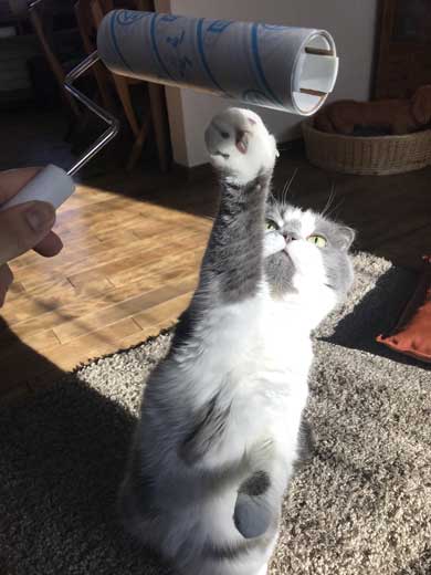 どっしり もっちり 猫 丸い もふもふ 体形 個性的 ボス ムタ