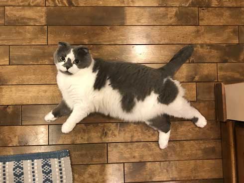 どっしり もっちり 猫 丸い もふもふ 体形 個性的 ボス ムタ