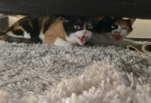 病院 帰宅後 人間なんて信用するもんか 猫 2匹 シャー 怒る 威嚇 抗議 最中餡子