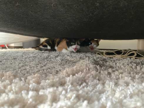 病院 帰宅後 人間なんて信用するもんか 猫 2匹 シャー 怒る 威嚇 抗議 最中餡子