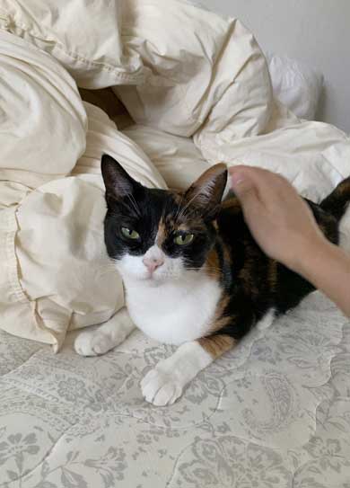 病院 帰宅後 人間なんて信用するもんか 猫 2匹 シャー 怒る 威嚇 抗議 最中餡子