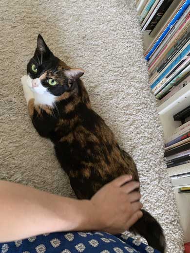 病院 帰宅後 人間なんて信用するもんか 猫 2匹 シャー 怒る 威嚇 抗議 最中餡子