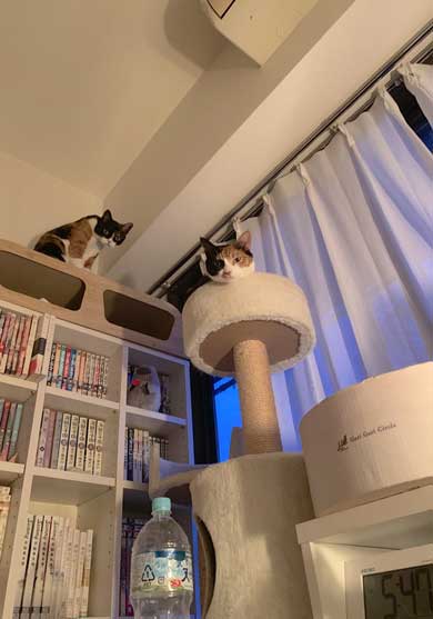 病院 帰宅後 人間なんて信用するもんか 猫 2匹 シャー 怒る 威嚇 抗議 最中餡子