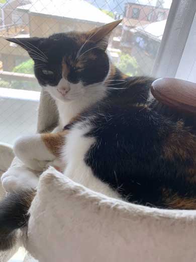 病院 帰宅後 人間なんて信用するもんか 猫 2匹 シャー 怒る 威嚇 抗議 最中餡子