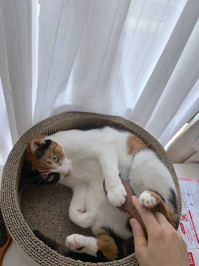 病院 帰宅後 人間なんて信用するもんか 猫 2匹 シャー 怒る 威嚇 抗議 最中餡子