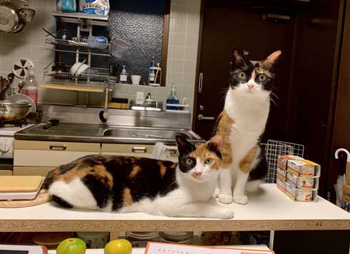 病院 帰宅後 人間なんて信用するもんか 猫 2匹 シャー 怒る 威嚇 抗議 最中餡子