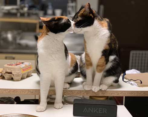 病院 帰宅後 人間なんて信用するもんか 猫 2匹 シャー 怒る 威嚇 抗議 最中餡子