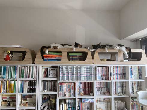 病院 帰宅後 人間なんて信用するもんか 猫 2匹 シャー 怒る 威嚇 抗議 最中餡子