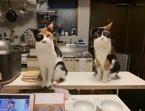 病院 帰宅後 人間なんて信用するもんか 猫 2匹 シャー 怒る 威嚇 抗議 最中餡子