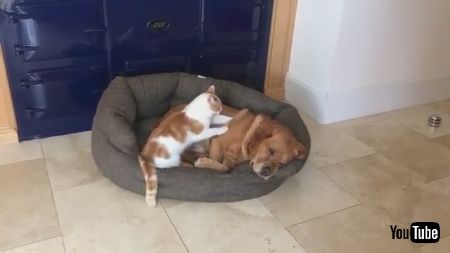 わんこをマッサージするネコちゃん