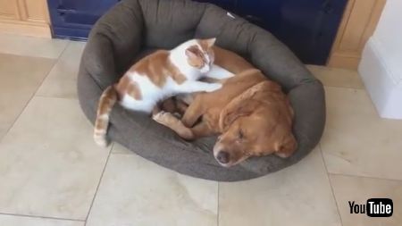 わんこをマッサージするネコちゃん