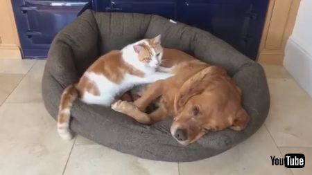 わんこをマッサージするネコちゃん