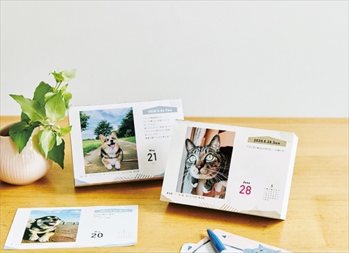 まいにちにゃんこ