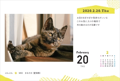 まいにちにゃんこ