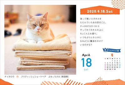 まいにちにゃんこ