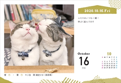 まいにちにゃんこ