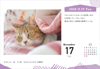 まいにちにゃんこ