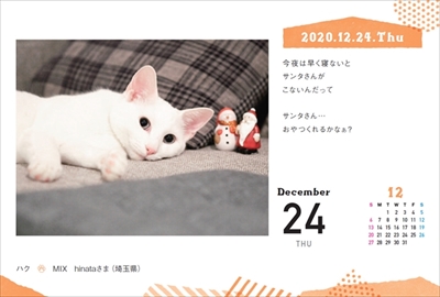 まいにちにゃんこ