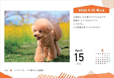 まいにちにゃんこ