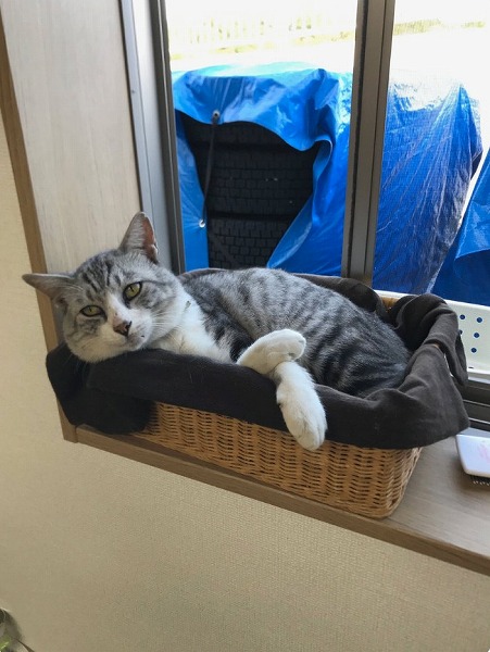 会社の重鎮と化した猫ちゃん