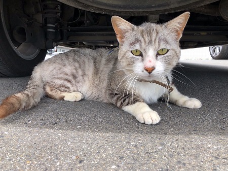 会社の重鎮と化した猫ちゃん