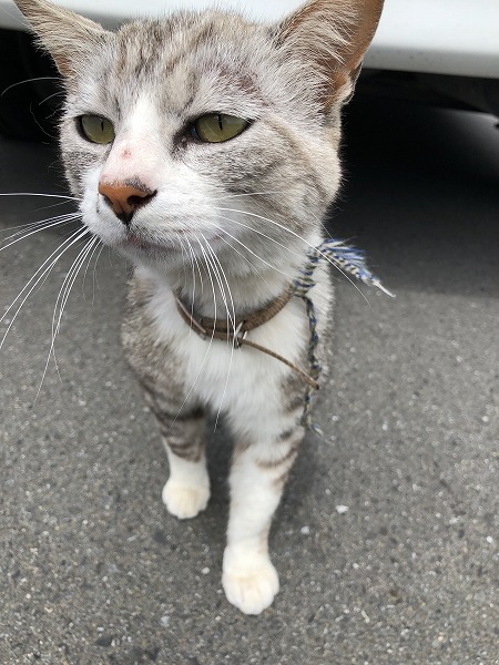 会社の重鎮と化した猫ちゃん