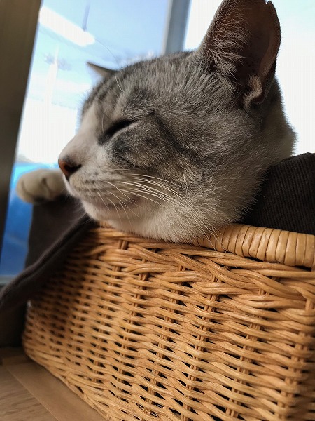 会社の重鎮と化した猫ちゃん