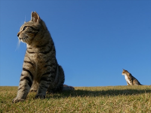 ワンニャン写真・動画コンテスト