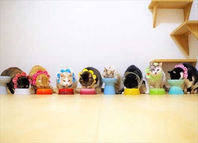 ワンニャン写真・動画コンテスト