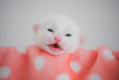 ワンニャン写真・動画コンテスト