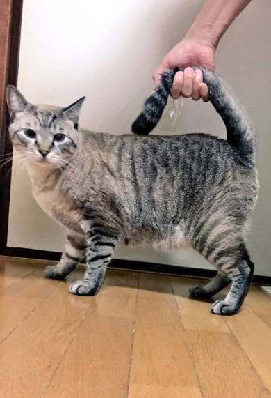 猫 チャムちゃん ニャンドバッグ