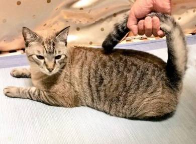 猫 チャムちゃん ニャンドバッグ