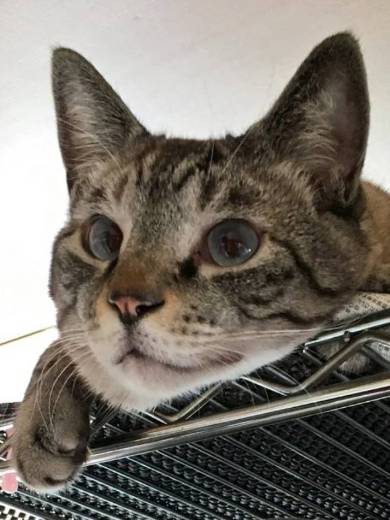 猫 チャムちゃん ニャンドバッグ