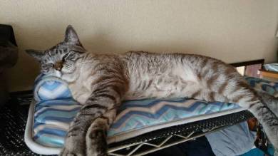 猫 チャムちゃん ニャンドバッグ