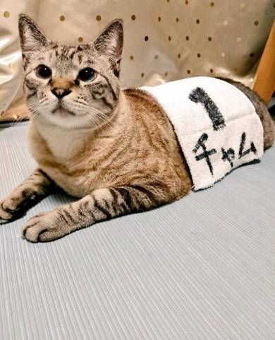 猫 チャムちゃん ニャンドバッグ