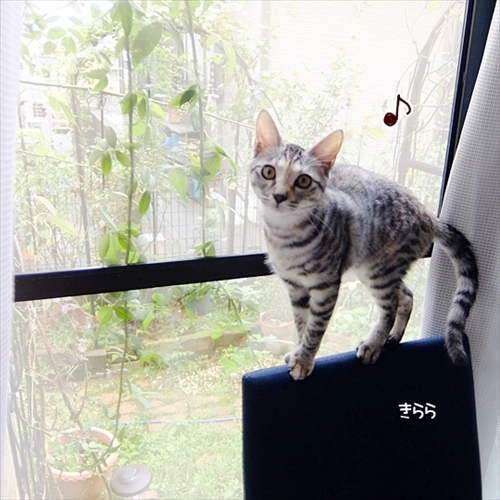 柴犬ひかりといちごと猫ミルキーときらら