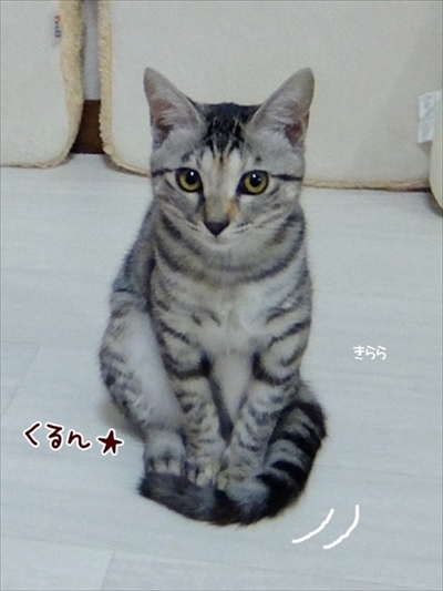 柴犬ひかりといちごと猫ミルキーときらら