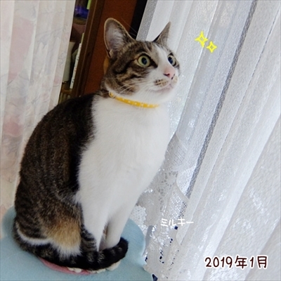 柴犬ひかりといちごと猫ミルキーときらら