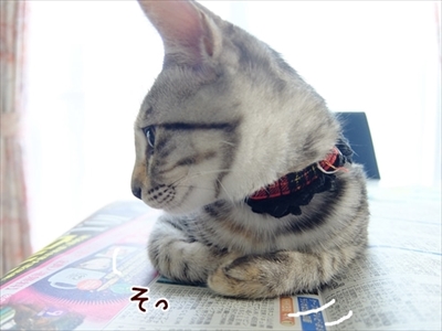 柴犬ひかりといちごと猫ミルキーときらら