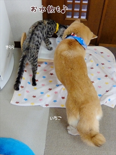 柴犬ひかりといちごと猫ミルキーときらら