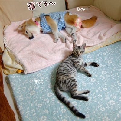 柴犬ひかりといちごと猫ミルキーときらら