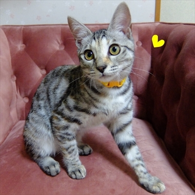 柴犬ひかりといちごと猫ミルキーときらら