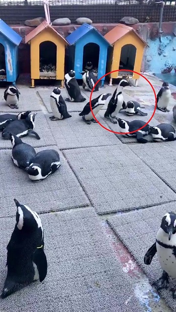 東北サファリパーク